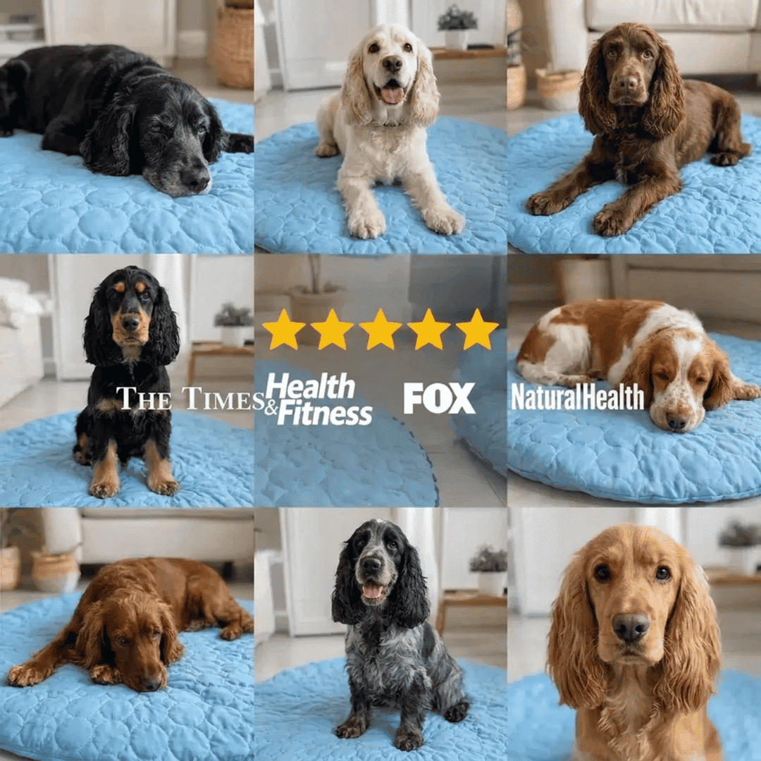 CoolRest – More Coolness and Rest for Your Dog